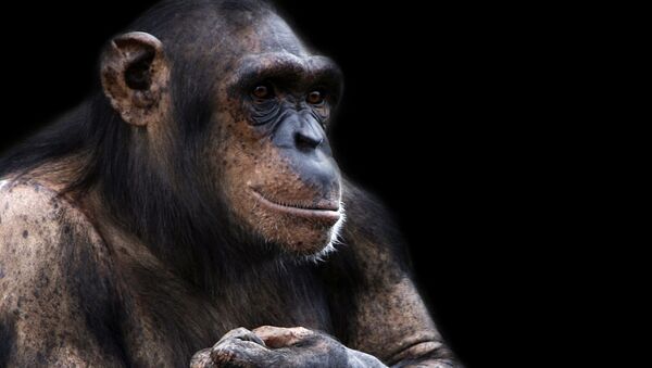 Бонобо. Архив