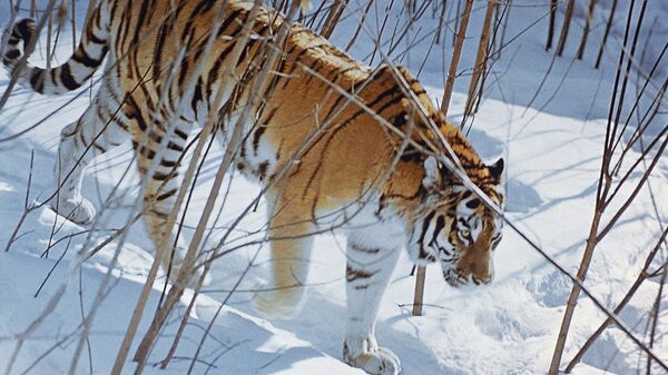 Амурский тигр в лесах Приморского края. Архив