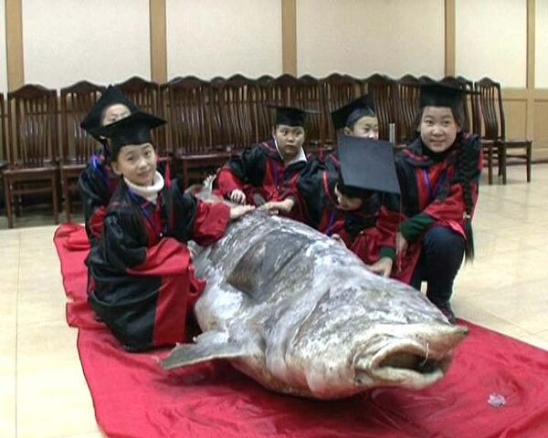Рыба-гигант поймана в Китае
