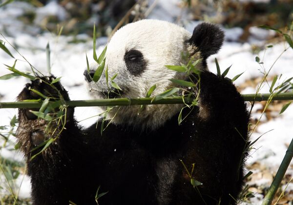 В Пекин из Вашингтона возвращается семейство панд