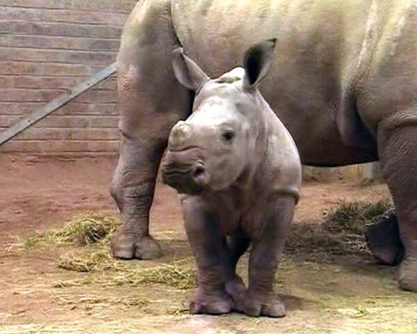 Чудо в зоопарке: родился детеныш вымирающего белого носорога