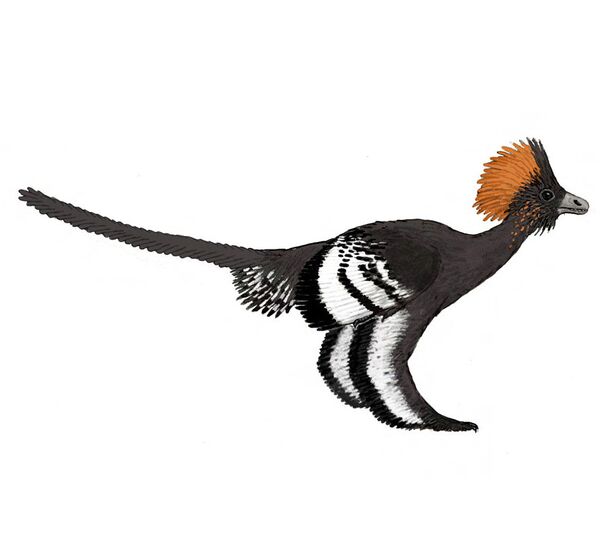Реконструкция оперения динозавра Anchiornis huxleyi