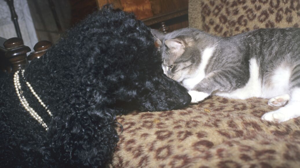 Юрист рассказал, каких животных нельзя заводить в квартирах