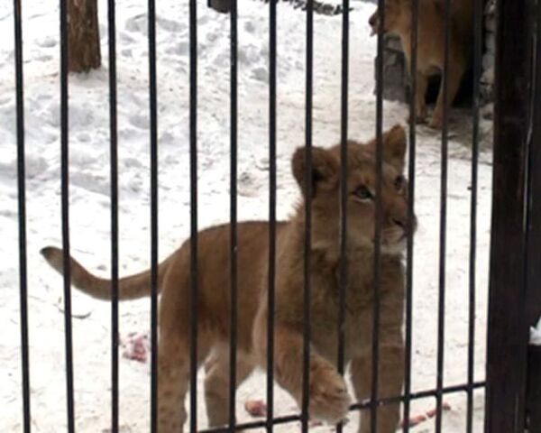В женихи новосибирской лигрице подобрали африканского львенка