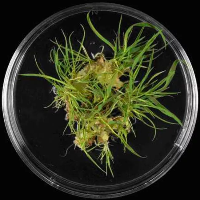 Плантация различных разновидностей Brachypodium в лаборатории