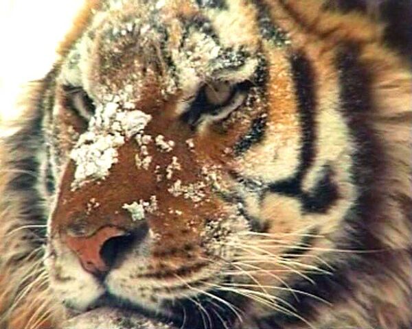 Амурский тигр на грани исчезновения: в России осталось всего 450 особей 