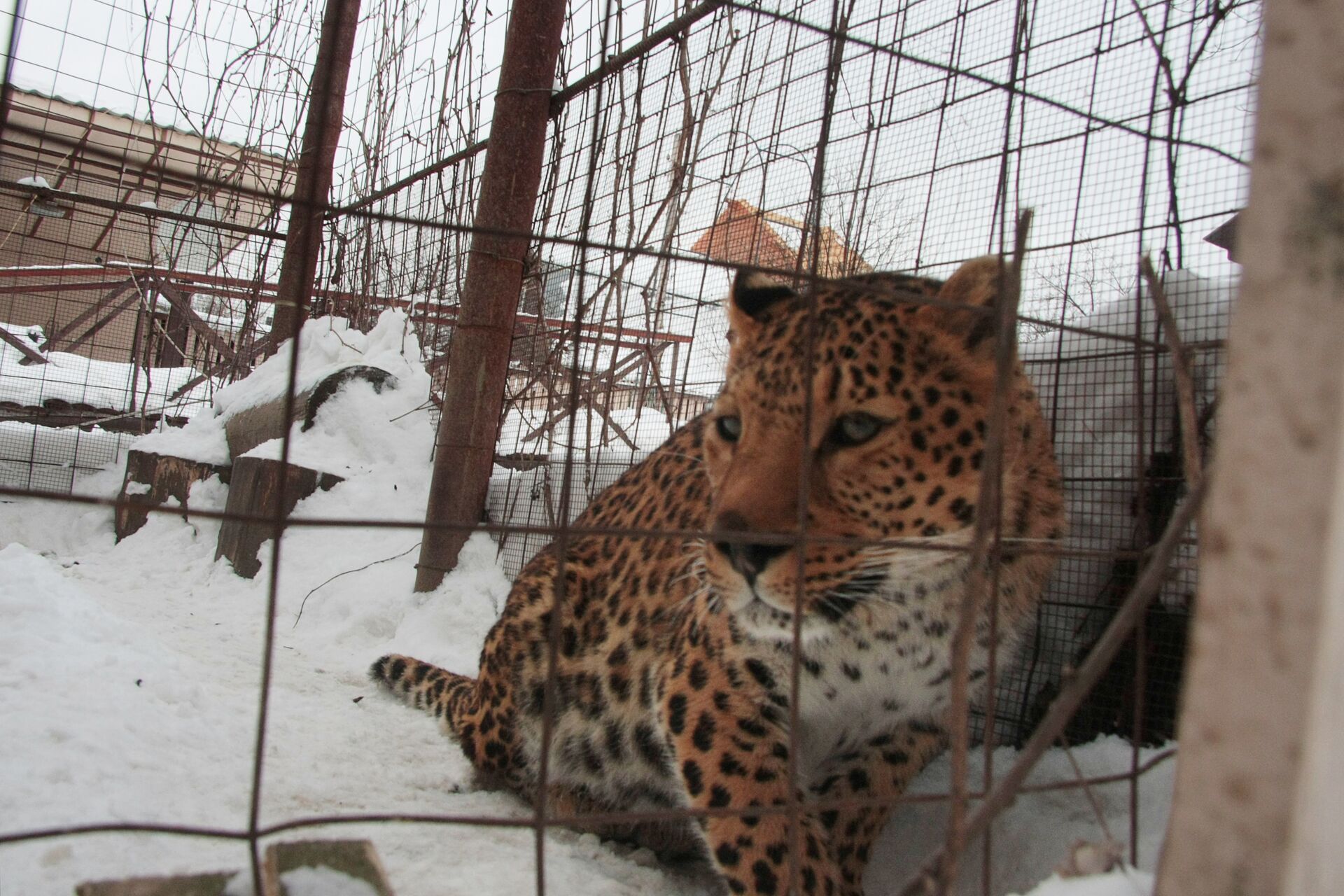 Владелец леопарда. Леопард из бетона. Леопард дом в котором.