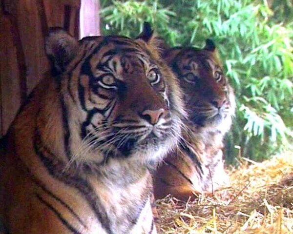Пара редких суматранских тигров влюблена друг в друга уже 11 лет
