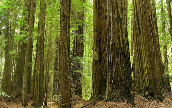 Красные секвойи (Sequoia sempervirens)
