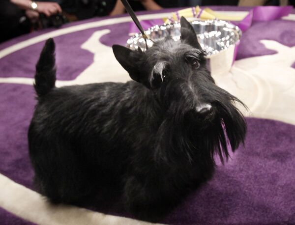 Шотландский терьер Сэйди стала собакой года на Вестминстерском дог-шоу 