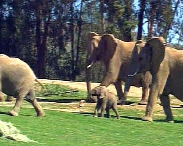 Новорожденный слоненок не отходит от матери ни на шаг