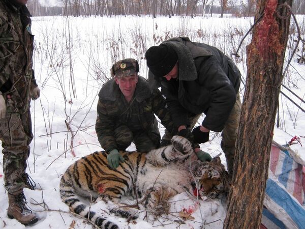 Нападавшую на лошадей тигрицу в Приморье переселили в глухую тайгу