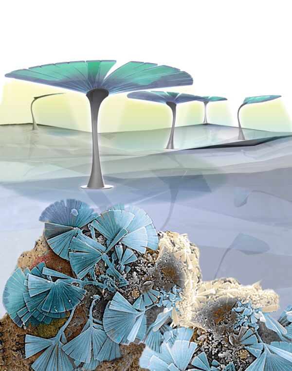 «Назад в будущее» - солнечные батареи, воспроизводящие устройство микроскопических диатомовых водорослей