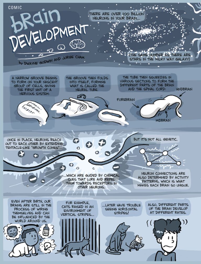 Комикс о том, как формируется и растет мозг человека