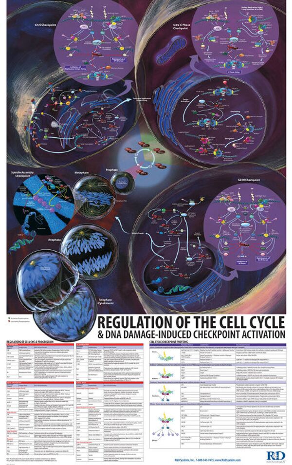 Инфографика о цикле развития клетки и механизмах защиты от повреждений ДНК.