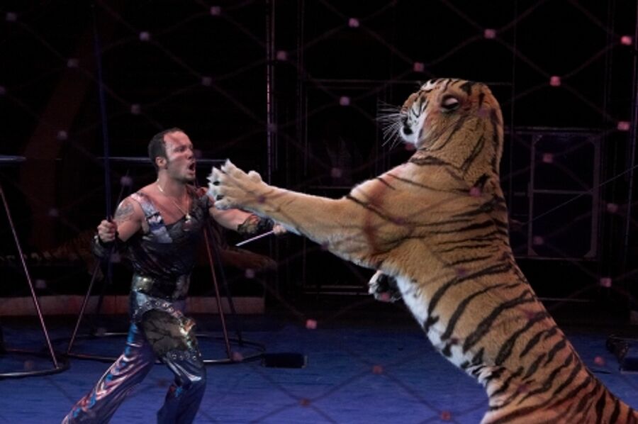 Артур Багдасаров с усурийскими тиграми
