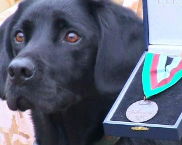 Пес награжден медалью за службу в горячей точке
