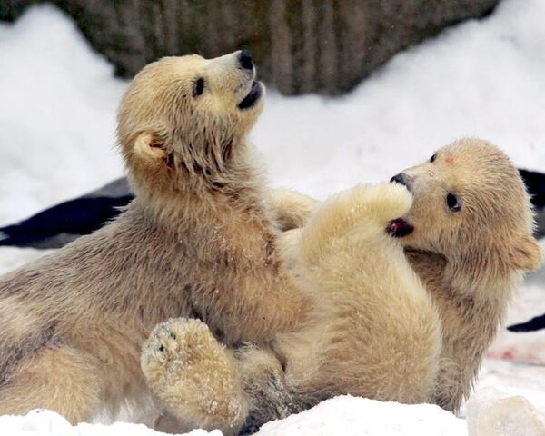 Белые медвежата в московском зоопарке вышли на первую прогулку