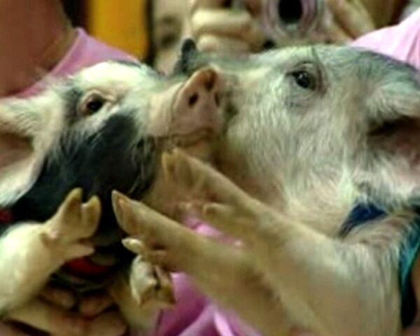 Первой клонированной свинье посвящается