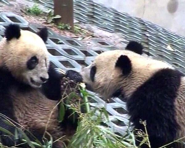 Панда из США освоилась в китайском заповеднике