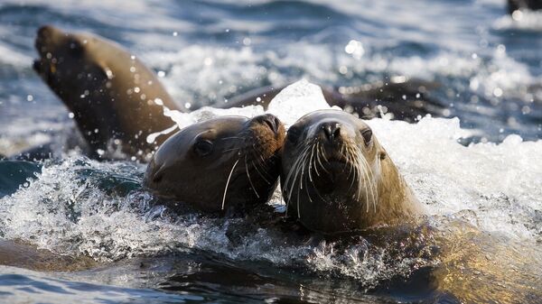 Ушастые тюлени — сивучи в акватории Невельского порта. Архив