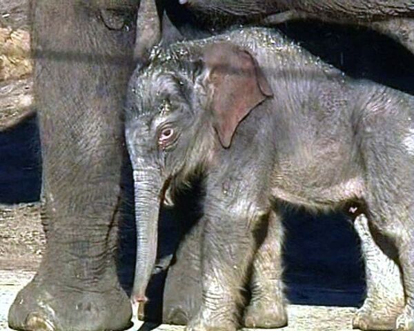 Новорожденный слоненок, которого считали мертвым, делает первые шаги