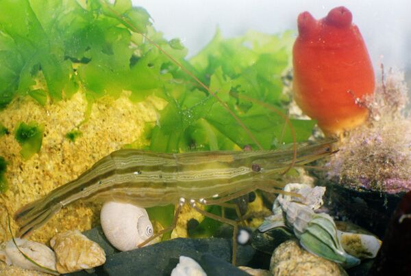 Разрежьте водоросли геншин. Морская водоросль Геншин. Водоросли Геншин. Морская водоросль Геншин где купить.
