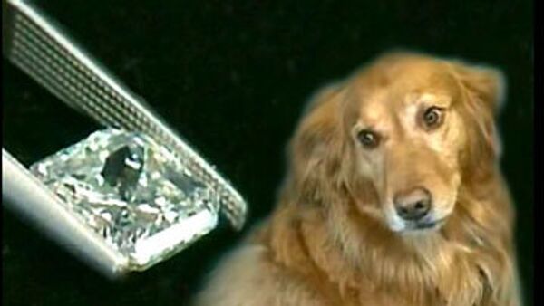 Собака, проглотившая бриллиант весом более трех карат