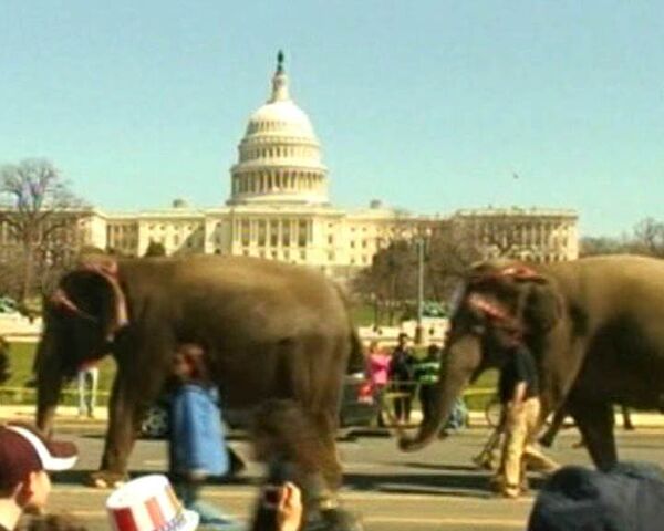 Колонна слонов промаршировала у здания Конгресса США