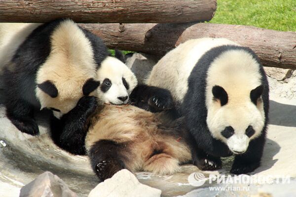 Большие панды, привезенные в Шанхай на период Всемирной универсальной выставки ЭКСПО-2010