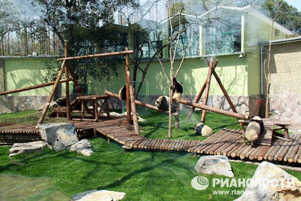 Большие панды, привезенные в Шанхай на период Всемирной универсальной выставки ЭКСПО-2010