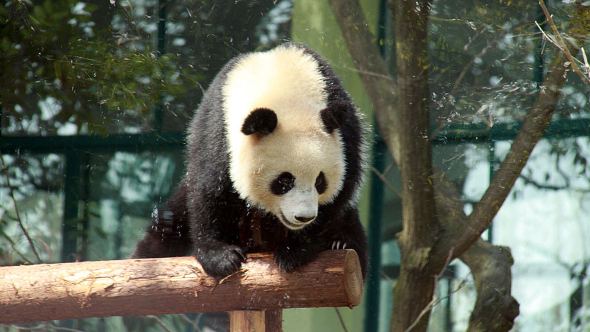 сейчас панда. малыш панда милый. сейчас панда. сейчас панда. сейчас панда.