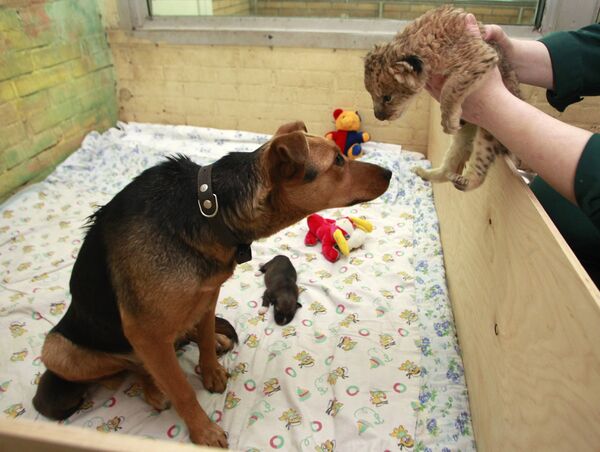 Собака помогает выкормить львенка в зоопарке Красноярска