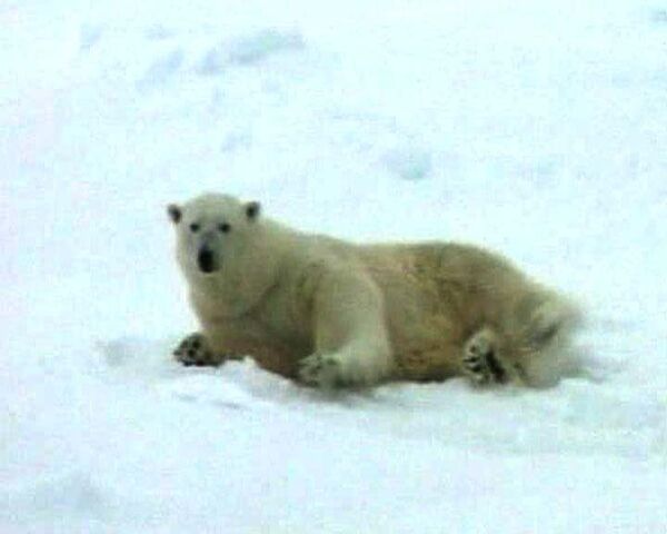 Единственная белая медведица в Великобритании впервые увидела зиму