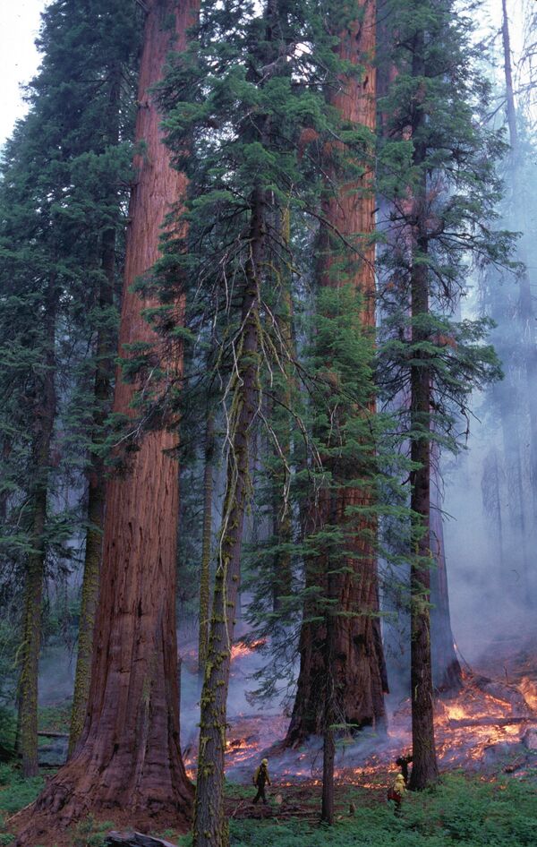 Пожар, устроенный в национальном парке «Секвойя» в июле 2001 года