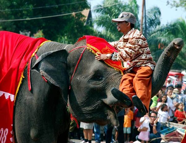 В западной Индонезии слоны оккупировали деревню