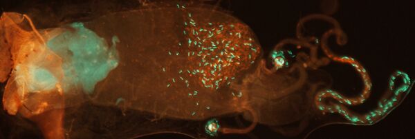 Меченая флюоресцентным белком сперма в половых путях мухи-дрозофилы. Архив
