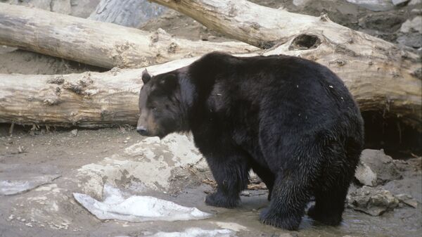 Бурый медведь, проснувшийся после зимней спячки в Московском зоопарке. Архив
