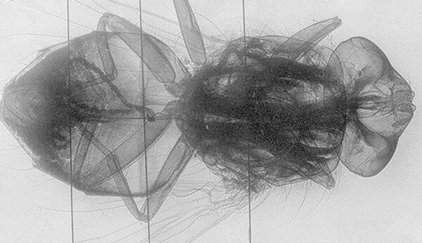 Снимок мухи, на котором можно разглядеть даже нервы насекомого, сделан с помощью аппарата на эффекте Z-пинча