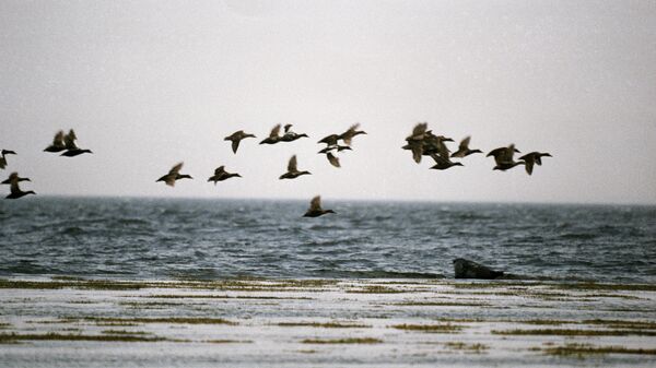 Стая птиц летит над Белым морем
