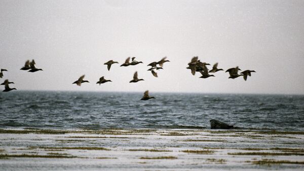Стая птиц летит над Белым морем. Архивное фото