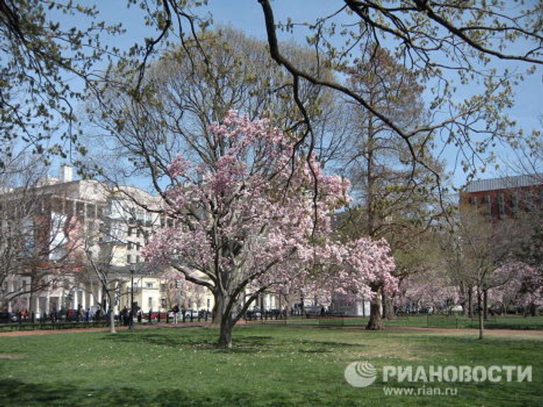 Фестиваль цветущей вишни в Вашингтоне