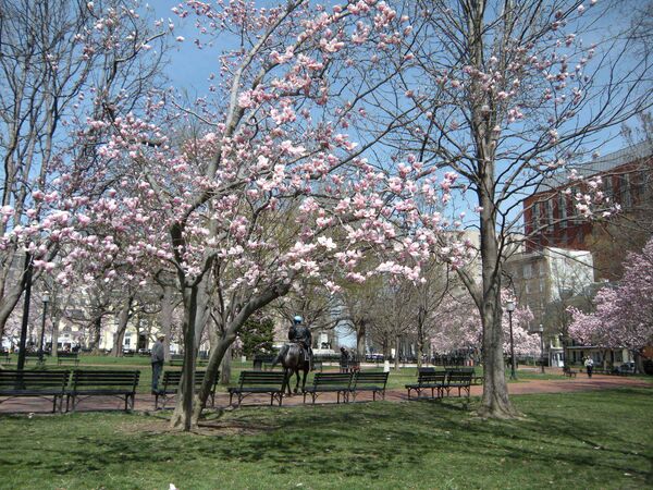 Фестиваль цветущей вишни в Вашингтоне. Архив.