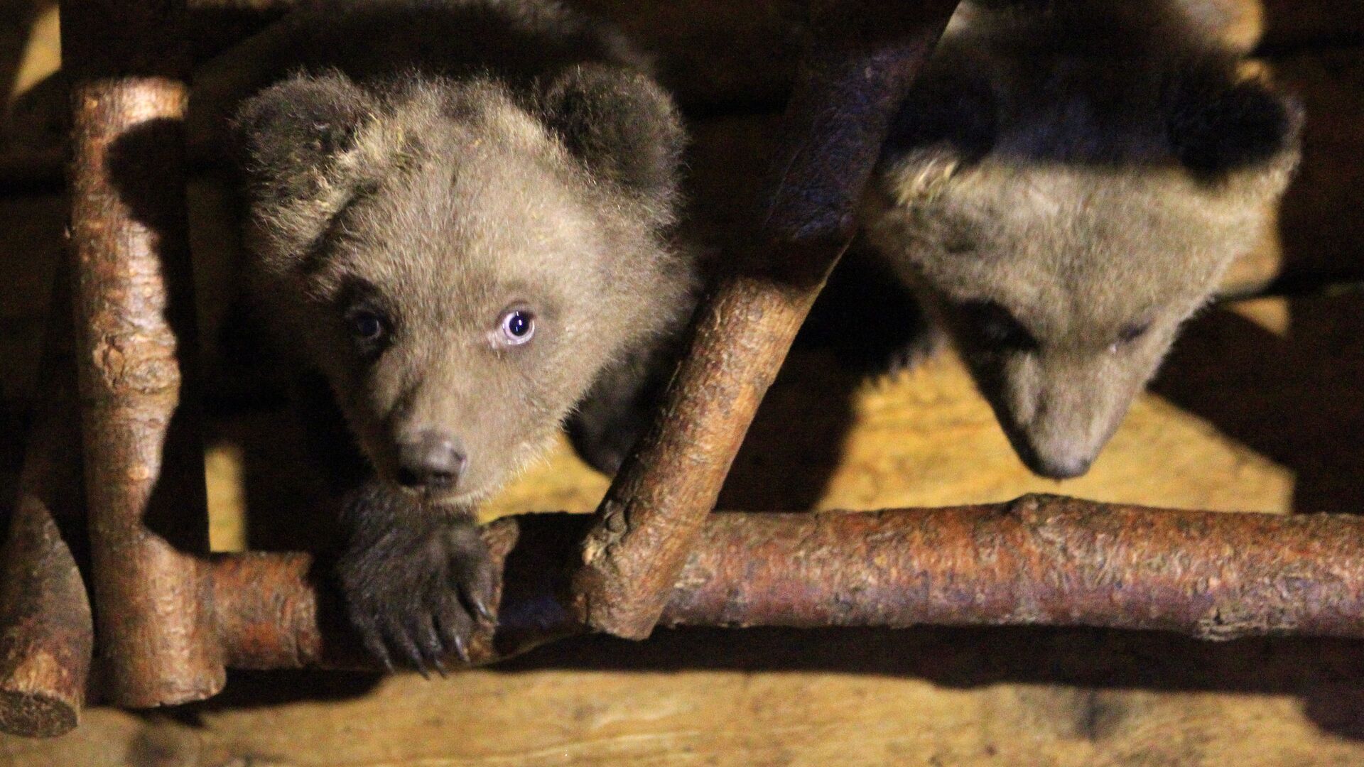 Медвежата - РИА Новости, 1920, 13.10.2025