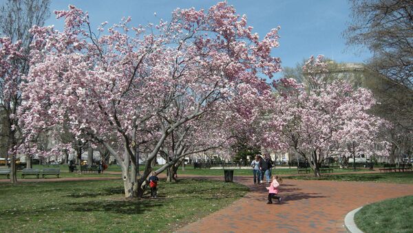 Фестиваль цветущей вишни в Вашингтоне. Архивное фото