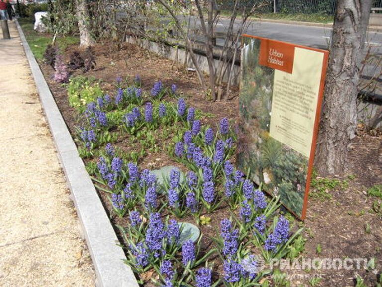 Фестиваль цветущей вишни в Вашингтоне