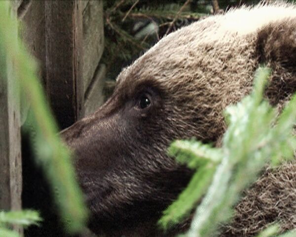 Для наблюдения за медвежатами экологи используют спутниковый ошейник