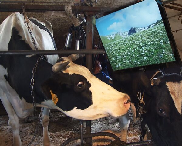 Коровы, которые смотрят телевизор, веселеют и дают больше молока 