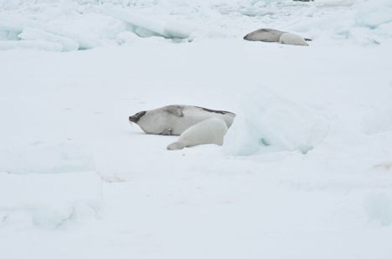 Кормежка тюленя