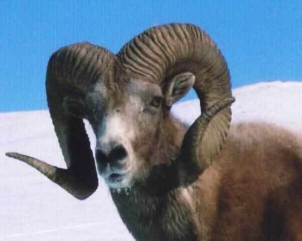 Священным архарам Алтая угрожают браконьеры и суровые зимы 
